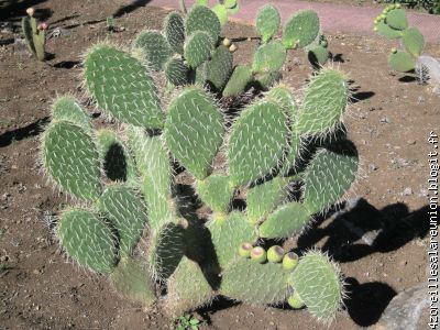 cactus (collection  Succulentes)