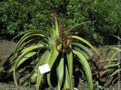 Aloes (collection Réunion)